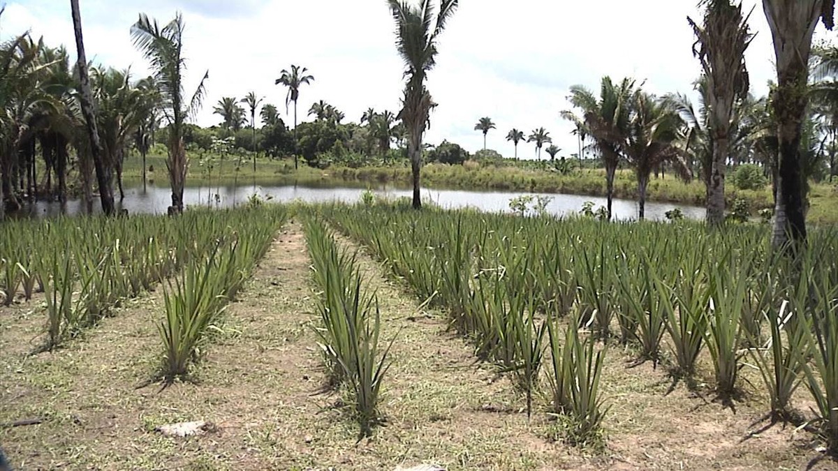 Mirante Rural destaca a colheita do arroz no Maranhão e os preparativos