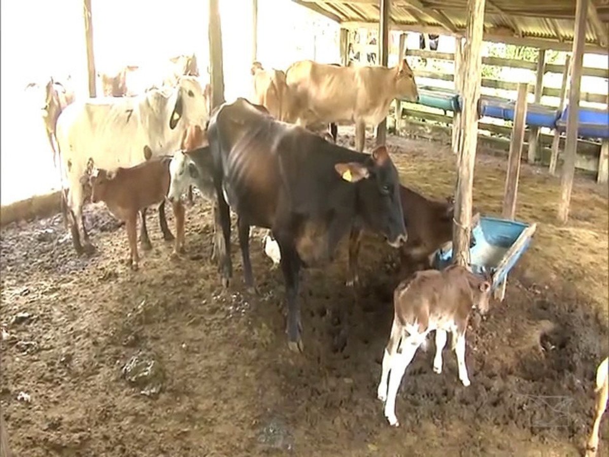 Mirante Rural Mostra Projeto Que Ajuda A Aumentar Produtividade Do