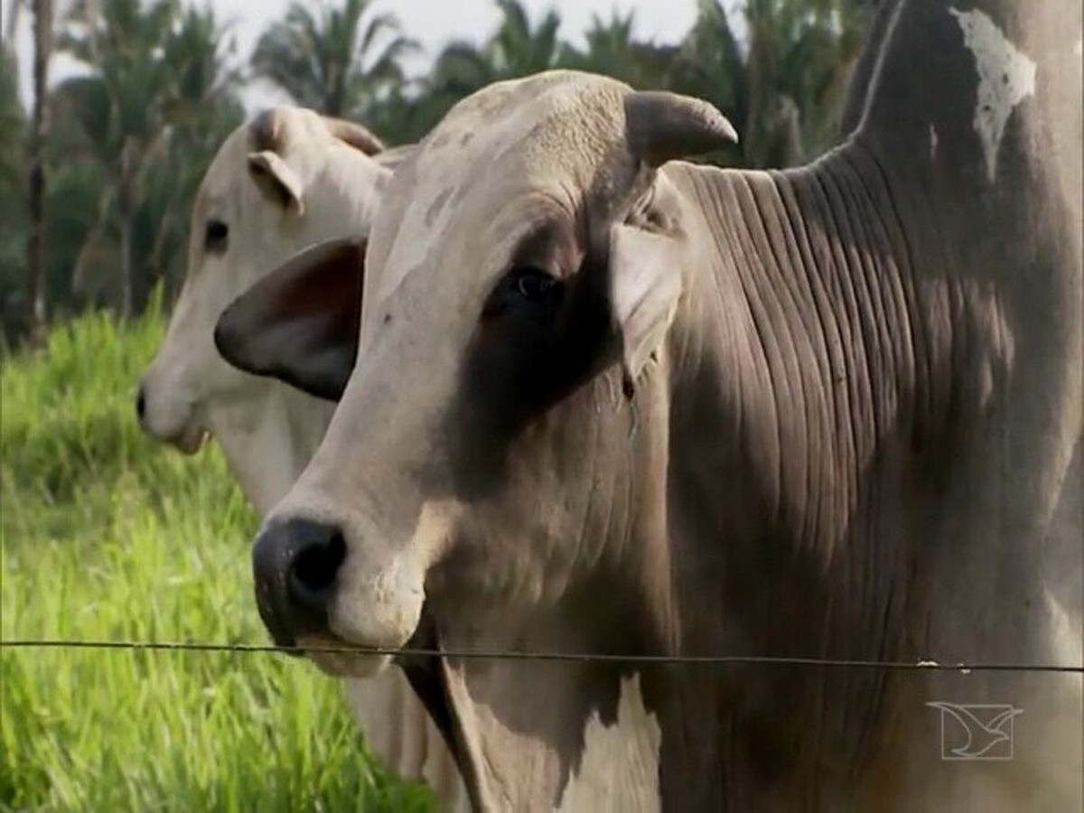 Retrospectiva Mirante Rural Mostra Que Rebanho Bovino Volta A Crescer