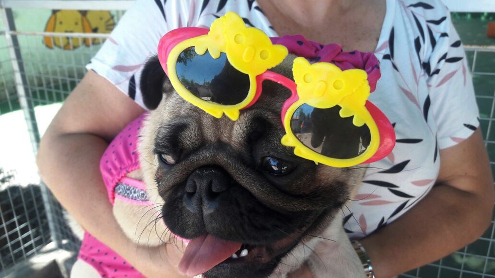 Moda praia best sale pet