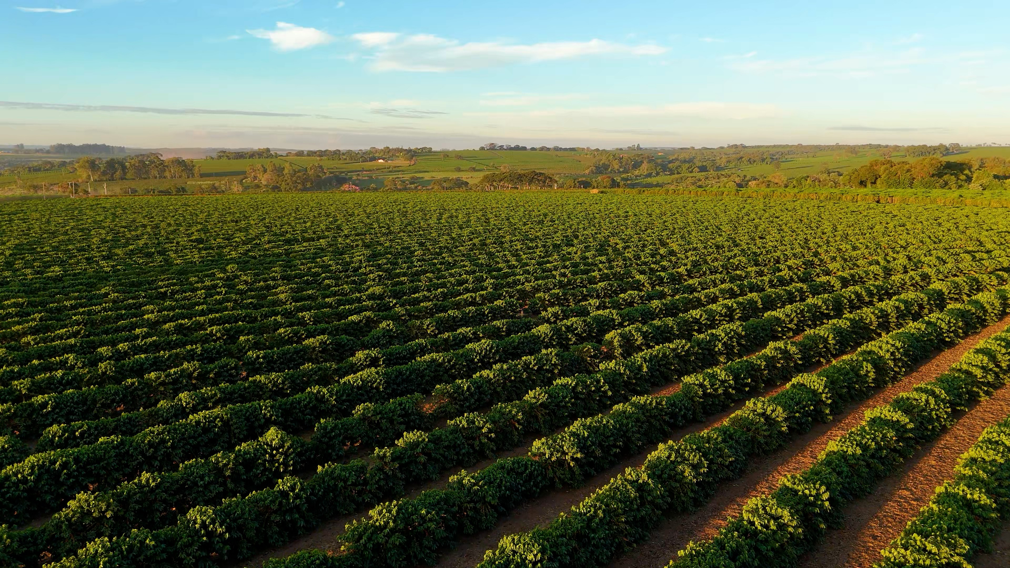 Brasil inicia colheita da safra de café com expectativa de produção recorde