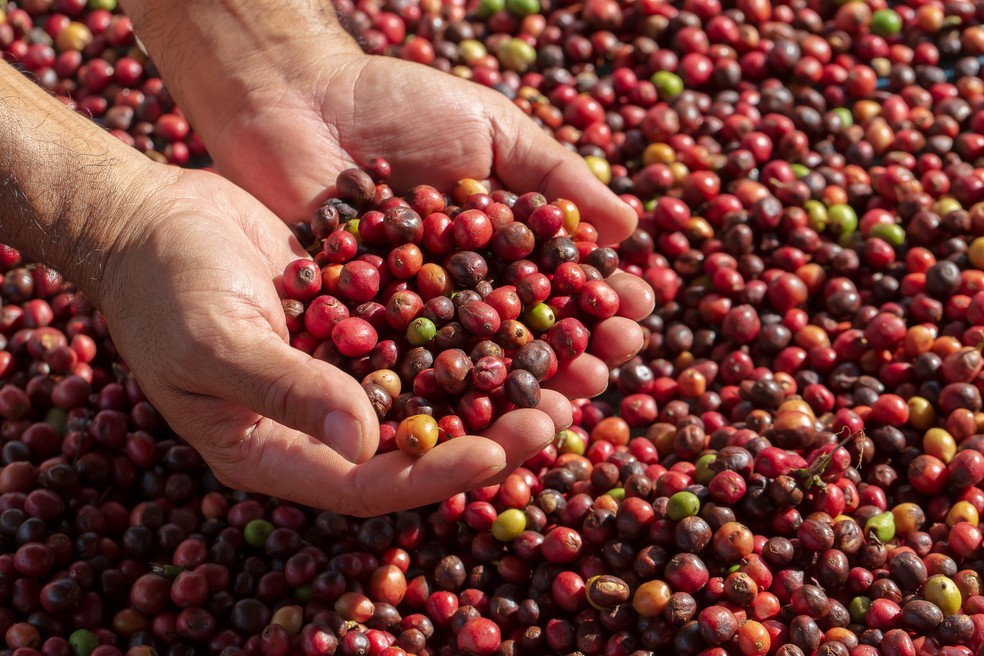 O Brasil é o maior produtor de café do mundo — Foto: Reprodução/Freepik