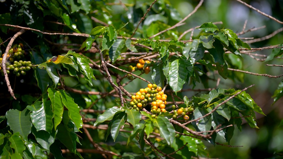 Altas temperaturas e seca dificultam safra de café em Minas Gerais