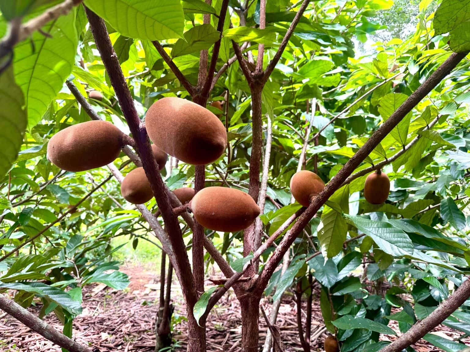 ‘Cupuaçu, você conhece?': veja 7 curiosidades sobre a fruta | Rede globo