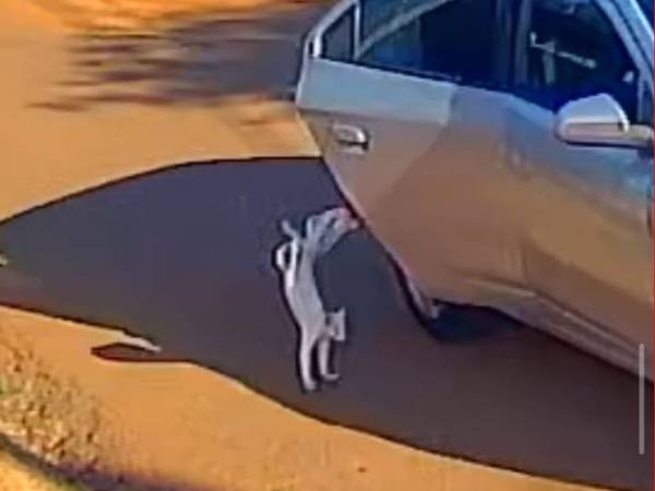 Filhote de jaguatirica é resgatado dentro de galinheiro em São José do Sul, no RS