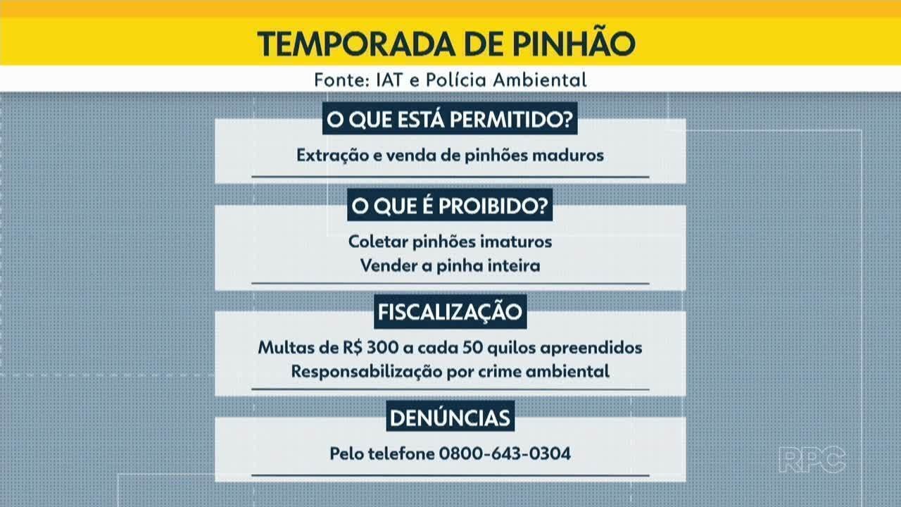 Temporada de pinhão no Paraná começa nesta terça-feira (01) | Rede globo