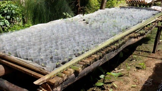 Mirante Rural mostra como hortas suspensas estão sendo usadas para contornar prejuízos causados pelas chuvas - Foto: (Reprodução/TV Mirante)