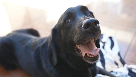 Conheça cães que são profissionais e ajudam humanos em afazeres  - Foto: (Estúdio C)