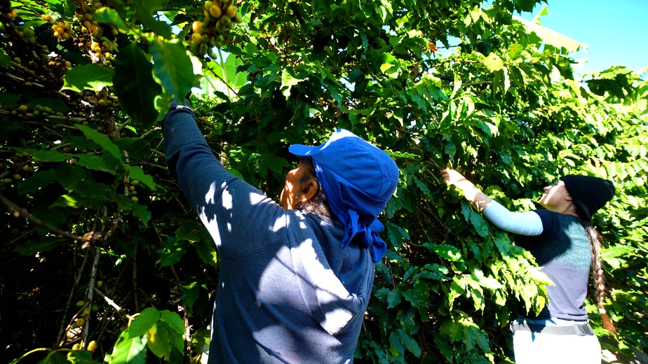 Colheita de café reúne histórias femininas no campo