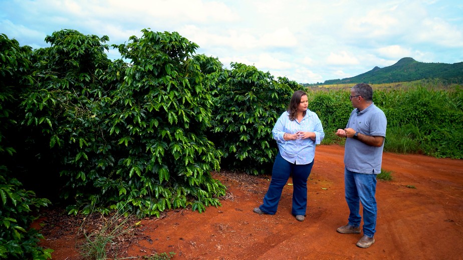 Alta incidência de broca acende alerta na cafeicultura
