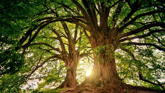 Dia da Árvore: como o contato com a natureza pode melhorar a qualidade de vida