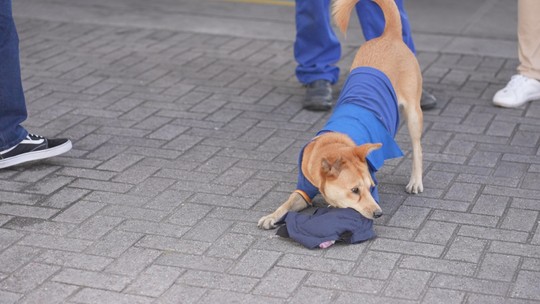 Conheça cães que são profissionais e ajudam humanos em afazeres 