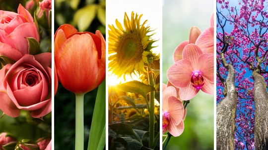 Estação das flores: confira quais são as tendências de plantas para a primavera 2023  - Foto: (Freepik)