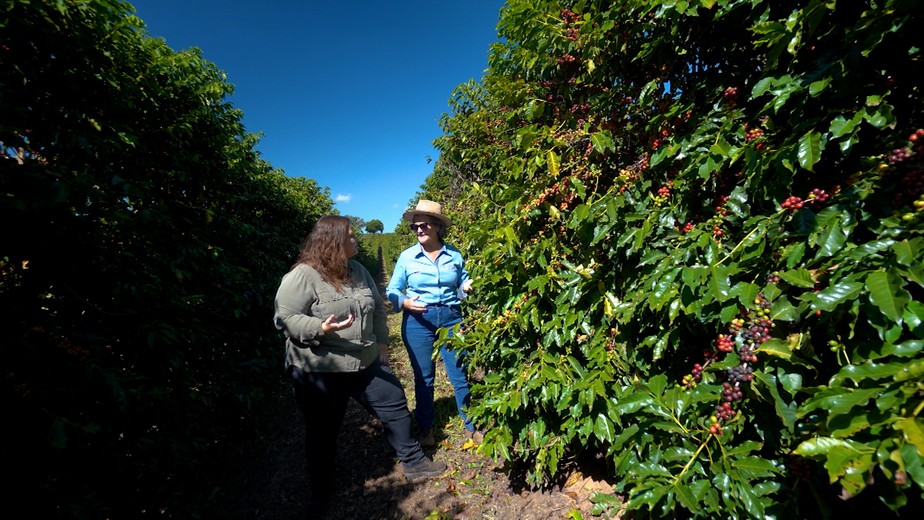 Grãos de café descansam ao som de música clássica em Três Pontas (MG)