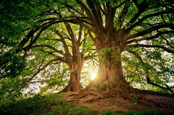 Escolha uma árvore e saiba qual é a emoção que rege a sua vida