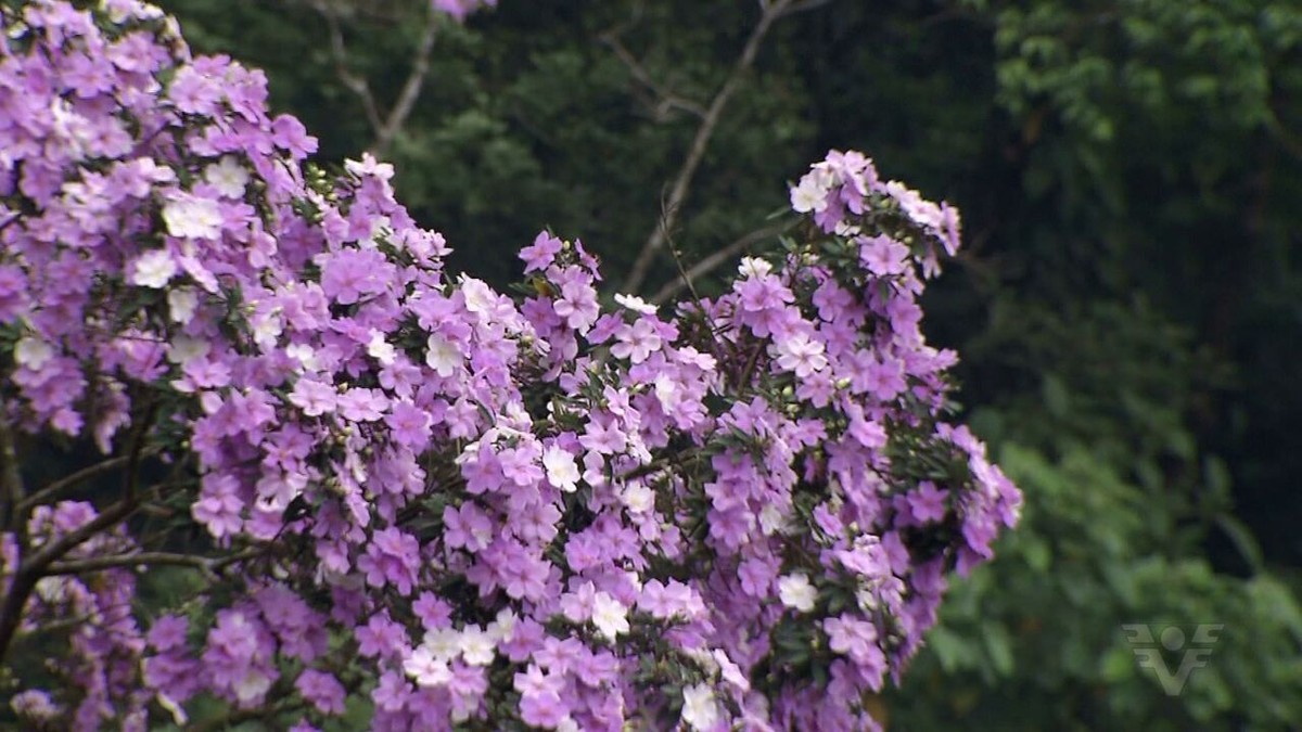 Manacá-da-serra: árvore tem flores que mudam de cor e possui forte apelo  paisagístico, Terra da Gente