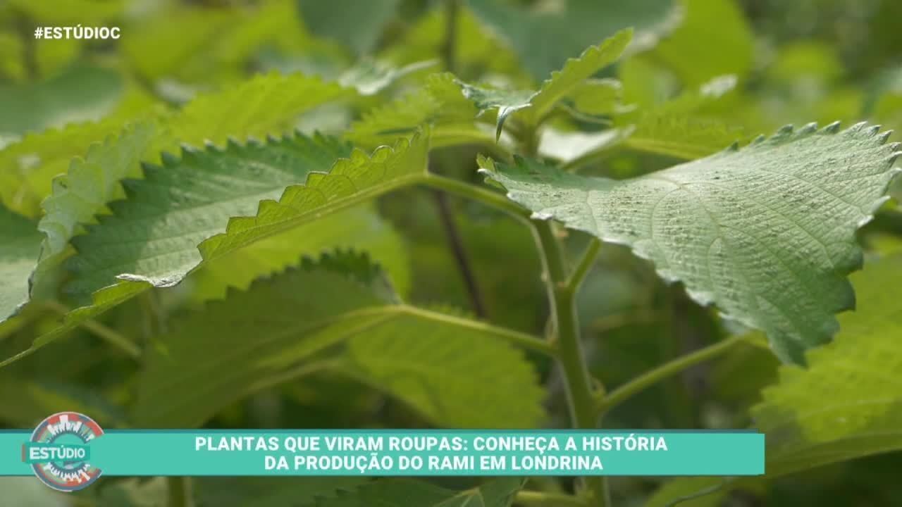 Planta que vira roupa: conheça a história da produção do rami em ...