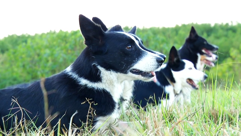 Border Amigo: Border Collie, mais que uma raça uma paixão!!!