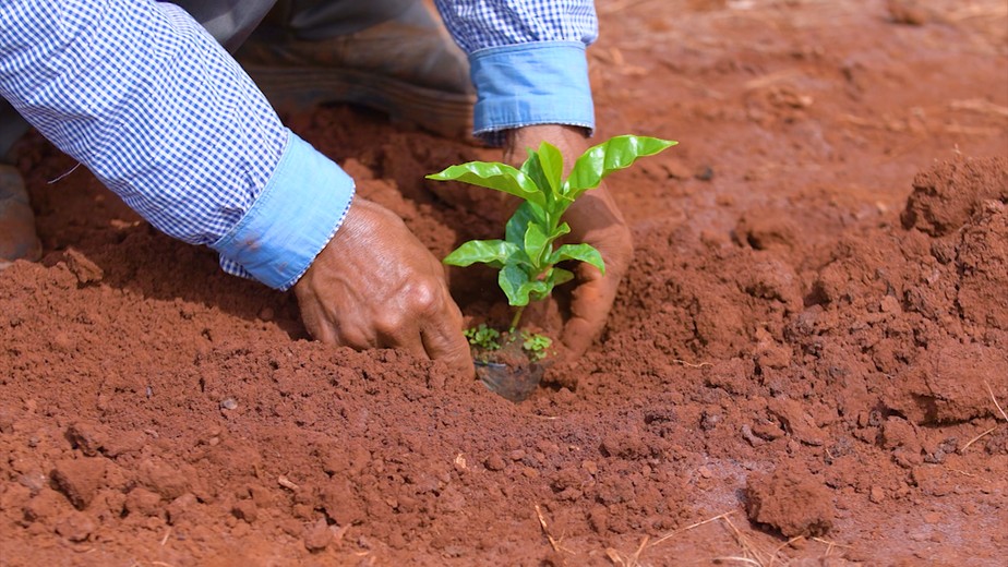 Clima desafia produção de café na Alta Mogiana