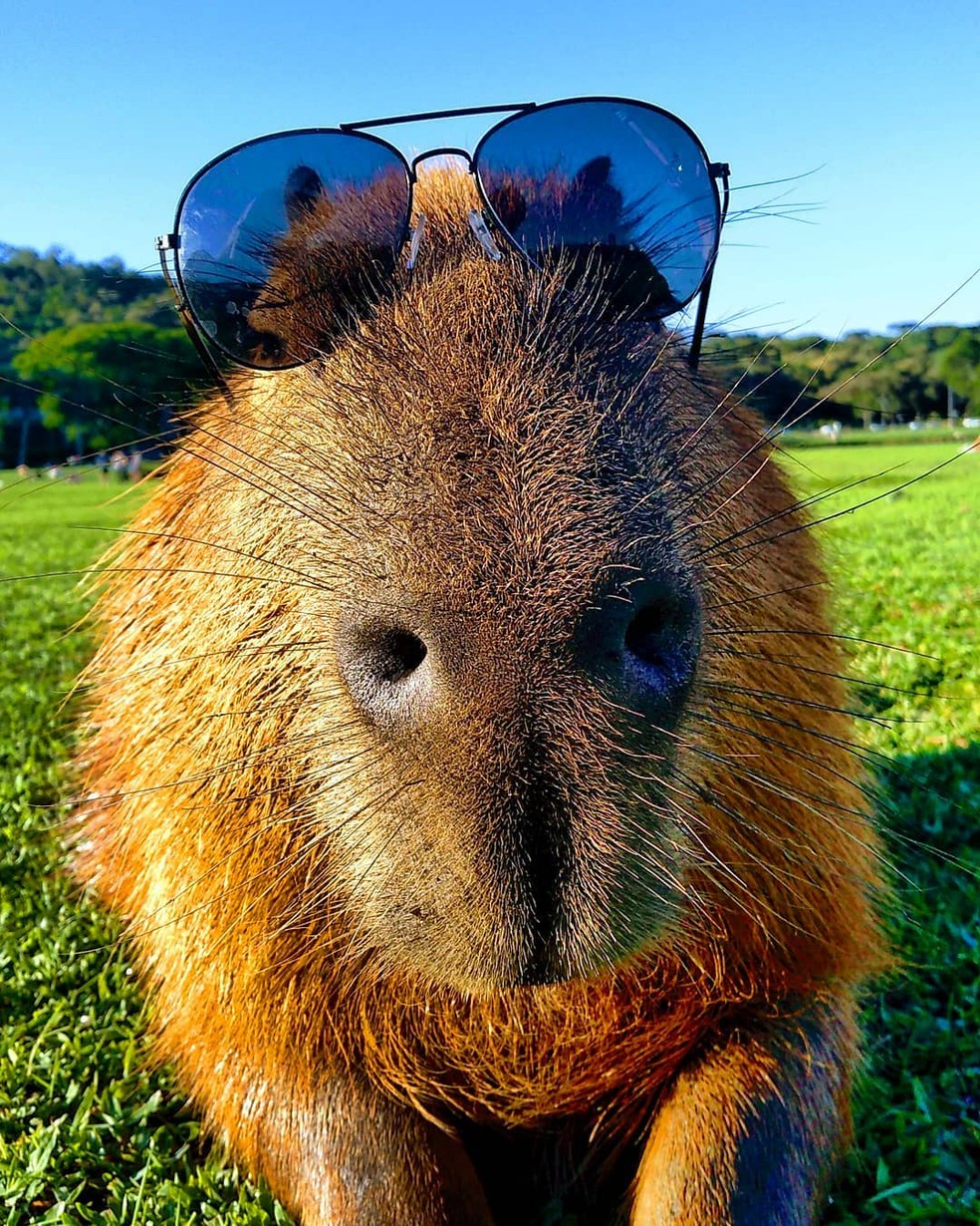 A Capivara Curitibana