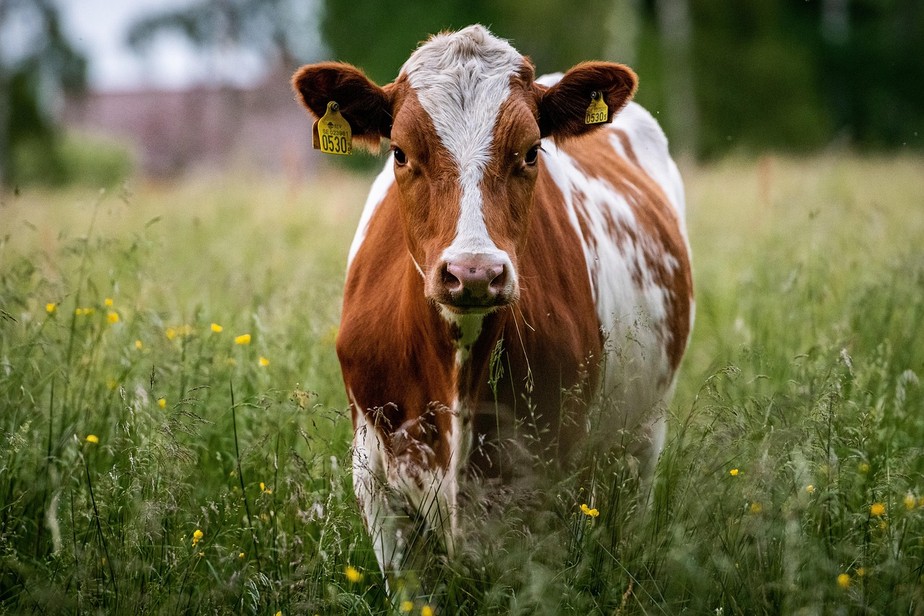 Animais Ruminantes O Que São Animais Ruminantes?
