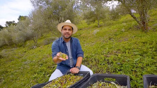 Descubra como as oliveiras se adaptaram ao Sul de Minas - Foto: (EPTV)