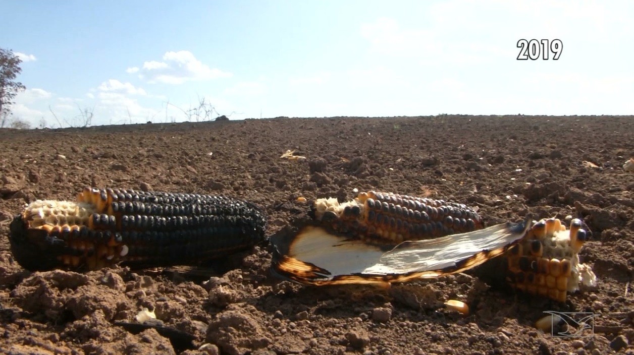 Mirante Rural inicia retrospectiva das matérias que marcaram no ...