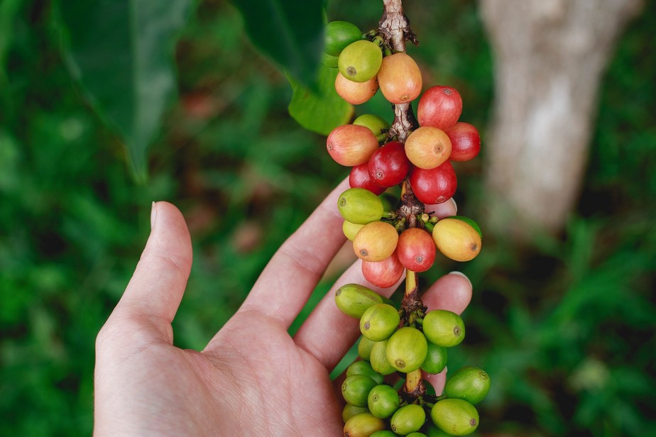 Exportações de café se mantêm estáveis em volume, mas receita cai com recuo nos preços