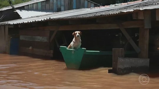 Veterinários de Curitiba vão ao Rio Grande do Sul de forma voluntária para salvar vidas de animais da região  - Foto: (TV Globo)