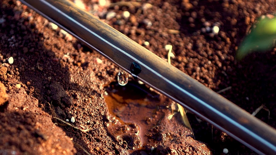 Irrigação transforma produção de café especial no sul de Minas