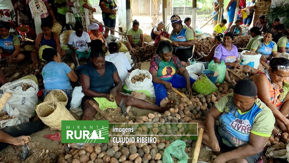 Quebradeiras de coco babaçu se reuniram em Viana para lançar a campanha Babaçu Livre — Foto: Reprodução/TV Mirante