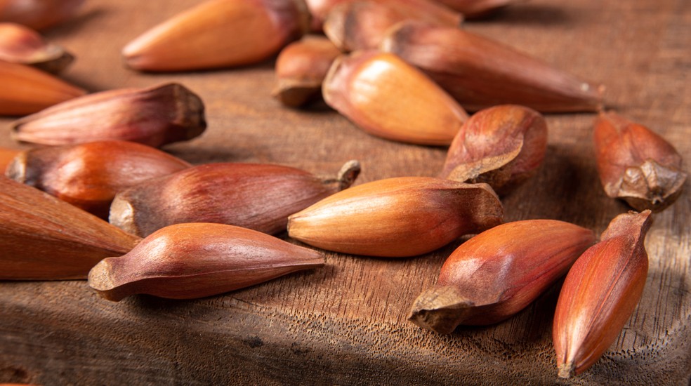 Principais cidades produtoras de pinhão no paraná  — Foto: Reprodução/Freepik