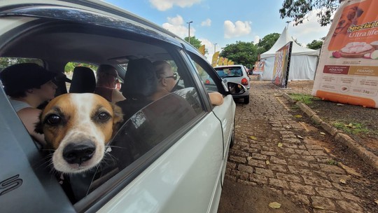 Araçatuba recebe o TEM+ Pet; veja dia e local - Foto: (Monize Poiani/TV TEM/Arquivo)
