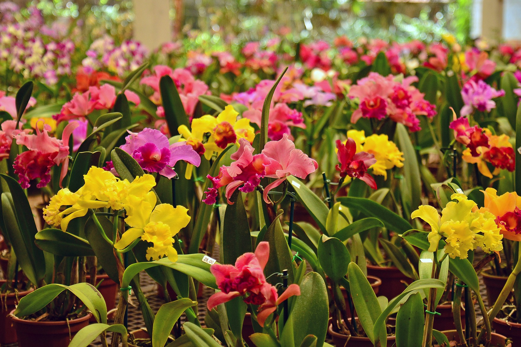 Você conhece a cidade das orquídeas no Paraná?