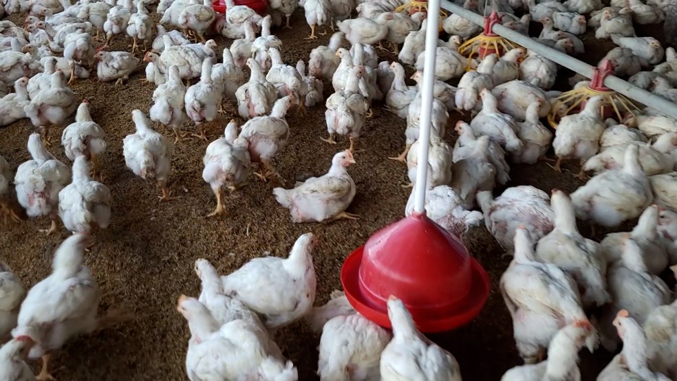 O programa mostrou que o frango se tornou uma alternativa mais acessível para o Natal — Foto: Reprodução/TV Mirante