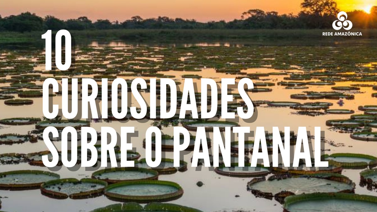 Pantanal OnLine - Site de Notícias de Colniza e Região - Pantanal