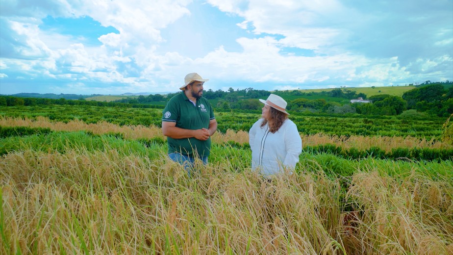 Arroz volta a dividir espaço com café em lavouras mineiras