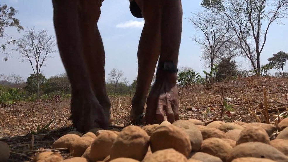 A cada safra, cinco toneladas da castanha de baru são enviados para os Estados Unidos — Foto: Acervo Copabase